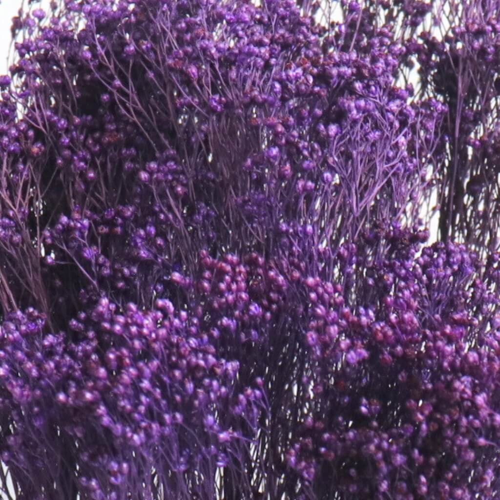 Sušený Broom Bloom – viola, jemný fialový dekor